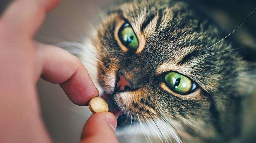 как давать кошке лекарство