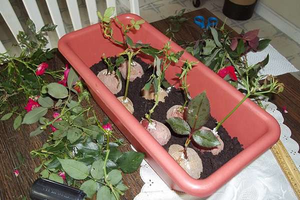 выращивание розы из букета