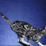 Ориентальная порода кошек: описание с фото, особенности характера, разведение и правила ухода