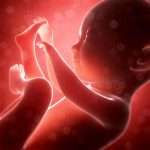 Что такое фолликулы в яичниках: стадии развития, размеры и количество