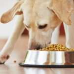 Антиаллергенный корм для собак: список, рейтинг лучших, производители, состав и рекомендации ветеринаров
