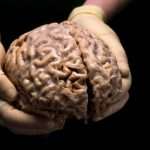 Мозг человека: строение