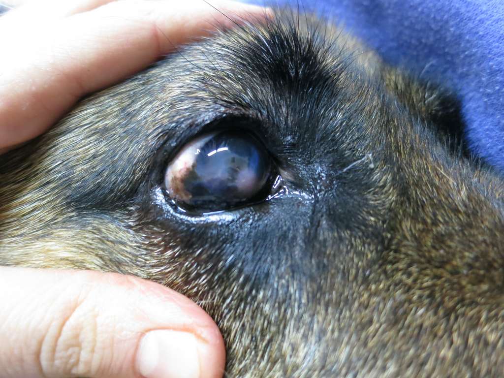 Кератит глаза у собак