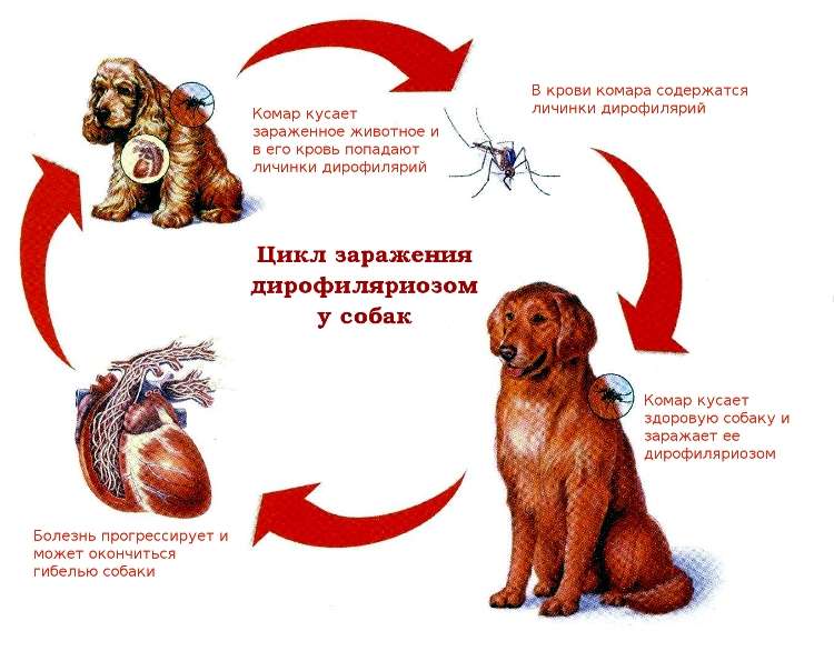 дирофиляриоз у собак заражение