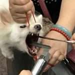 Удаление голосовых связок у собак: описание процедуры, результат