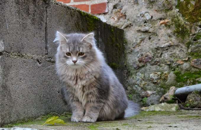 сибирские коты характер и повадки