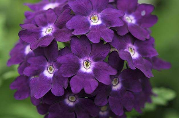 Verbena Lanai Royal Purple