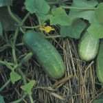 Посев огурцов в открытый грунт не допускает поспешности