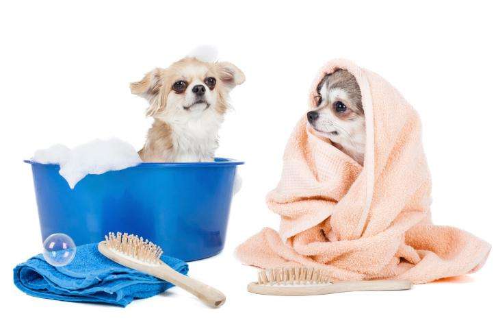 собаки после мытья