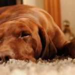 Собака после наркоза: возможные осложнения и восстановительный период