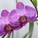 У орхидеи желтеют листья - что делать? Болезни орхидей и их лечение