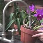 Полив орхидей в домашних условиях: главное - не переборщить
