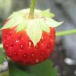 Земляника Королева Елизавета - высокоурожайная ягода