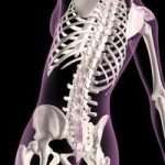 Важно знать, как называется подвижное соединение костей