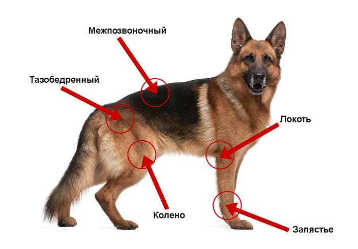 артрит у собаки симптомы и лечение