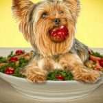 Корм для собак с низким содержанием белка: обзор и отзывы