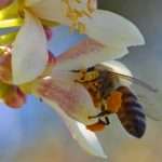 Пчелиная пыльца: польза и вред необычного продукта