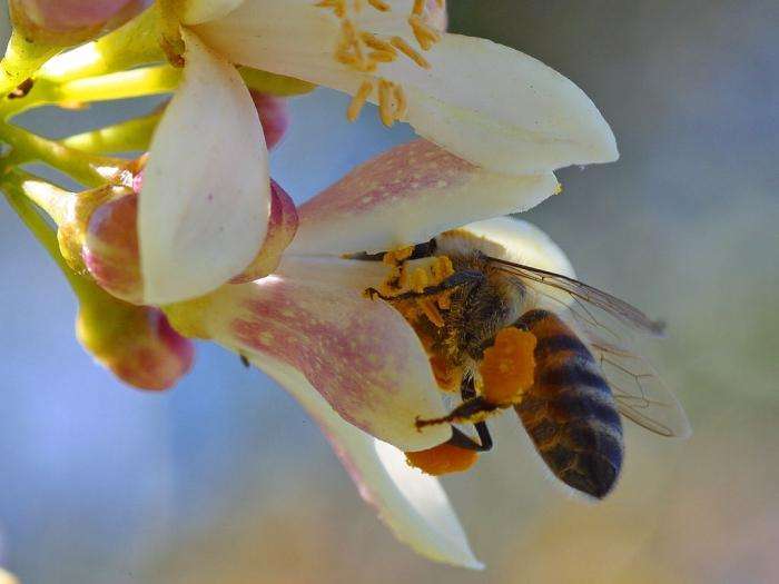 пчелиная пыльца польза и вред