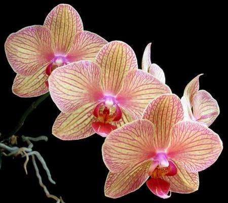 орхидея phalaenopsis