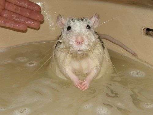 купание крысы