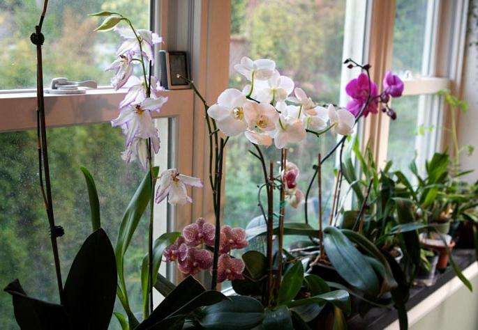 букеты из орхидей