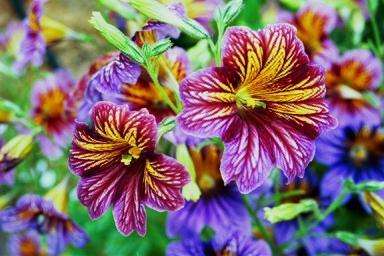 Сальпиглоссис - прекрасные цветы сада