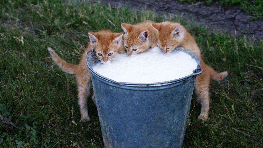 Котята и ведро молока