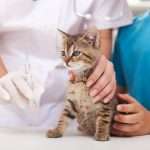 Повышена амилаза у кошки: причины, диагностика, норма и отклонения, лечение