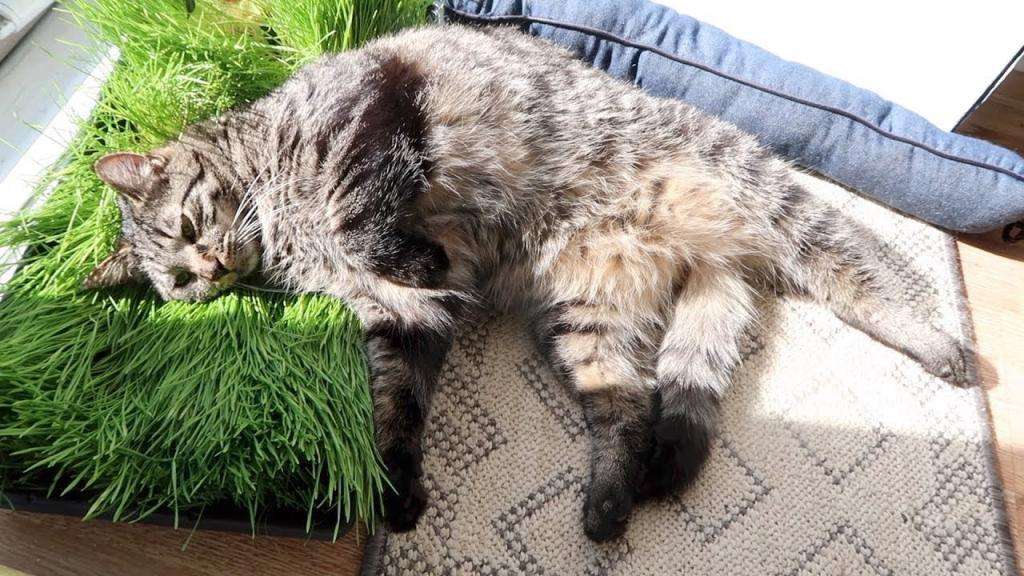 Трава для кошки в лотке