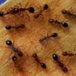Как избавиться от рыжих муравьев в квартире быстро и навсегда?