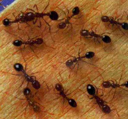 как избавиться от рыжих муравьев в квартире