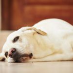 Заболевания печени у собак: возможные причины, симптомы, лечение и специальное питание