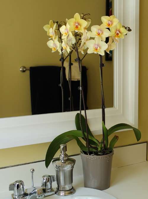 Орхидея дендробиум уход в домашних условиях размножение