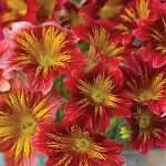 Уникальный цветок сальпиглоссис: выращивание из семян