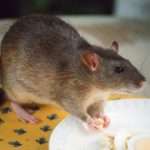 Содержание, уход и размножение крыс в домашних условиях