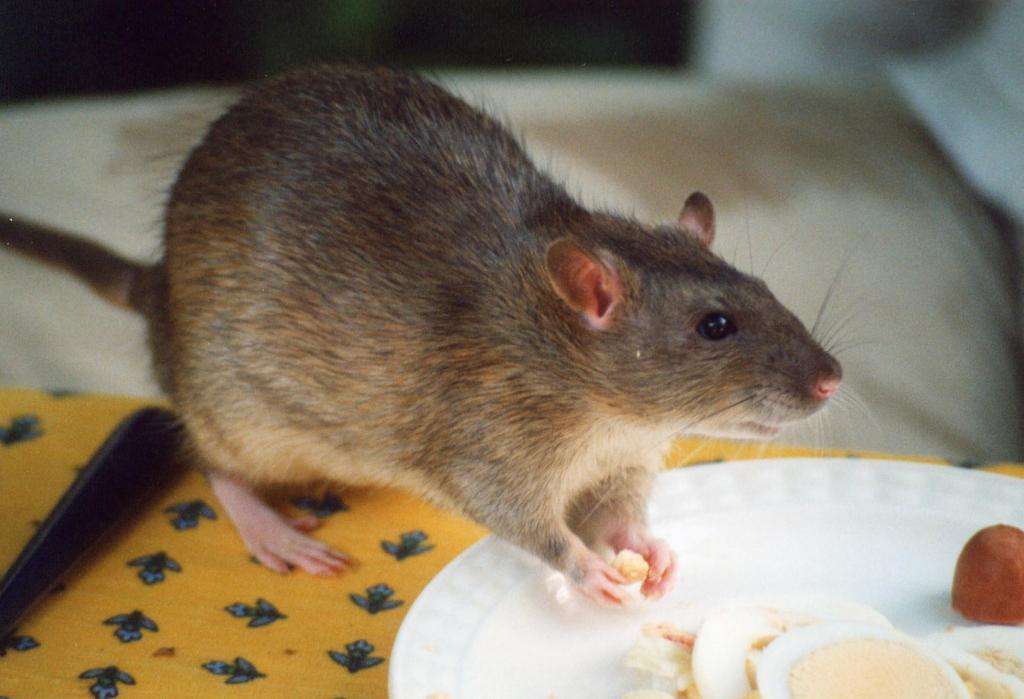еда для крысы