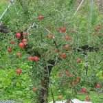 Работа на приусадебном участке: как посадить яблоню весной