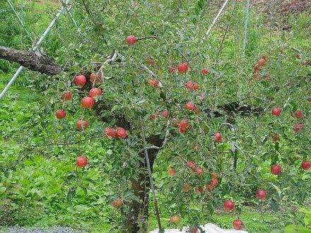 как посадить яблоню весной