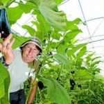 Как выращивать баклажаны в теплице: особенности высадки и ухода