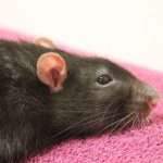 Микоплазмоз у крыс: симптомы, причины, лечение и профилактика