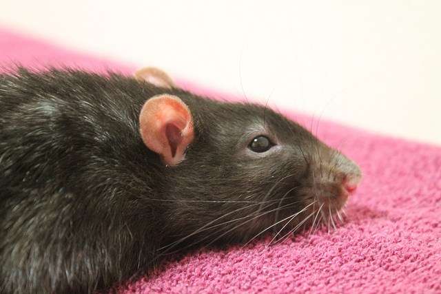 лечение микоплазмоза у крыс