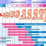 Ощущения на 15 неделе беременности: развитие плода, изменения в организме матери