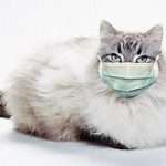Болезни домашних животных: кальцивироз у кошки