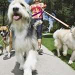 Как отучить собаку подбирать на улице: эффективные методы и рекомендации