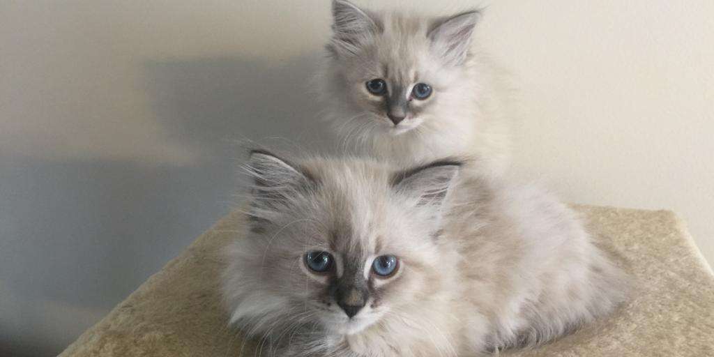 сибирские коты характер и описание