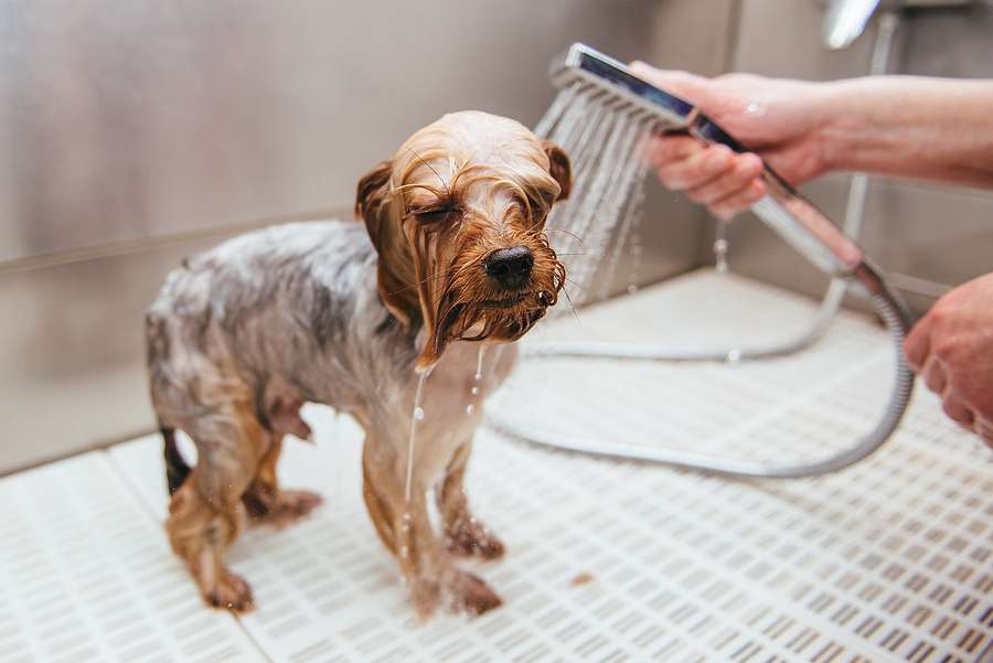 мыть собаку маленькой породы