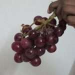 Посадка винограда в Подмосковье – это уже не фантастика