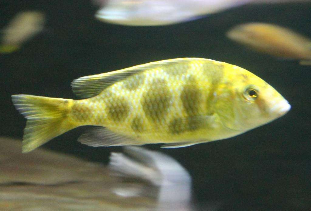 Молодая рыба