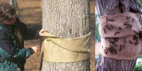 Защита деревьев от вредителей