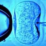 Оплодотворение яйцеклеток: особенности естественного и искусственного способа